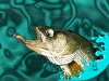 Client: Nova Enterprises ~ Fish Painting for Apparel Design ~ Pencil & Ink Illustration + Digital Colors ~ 3/2004 ~ Lansing, MI