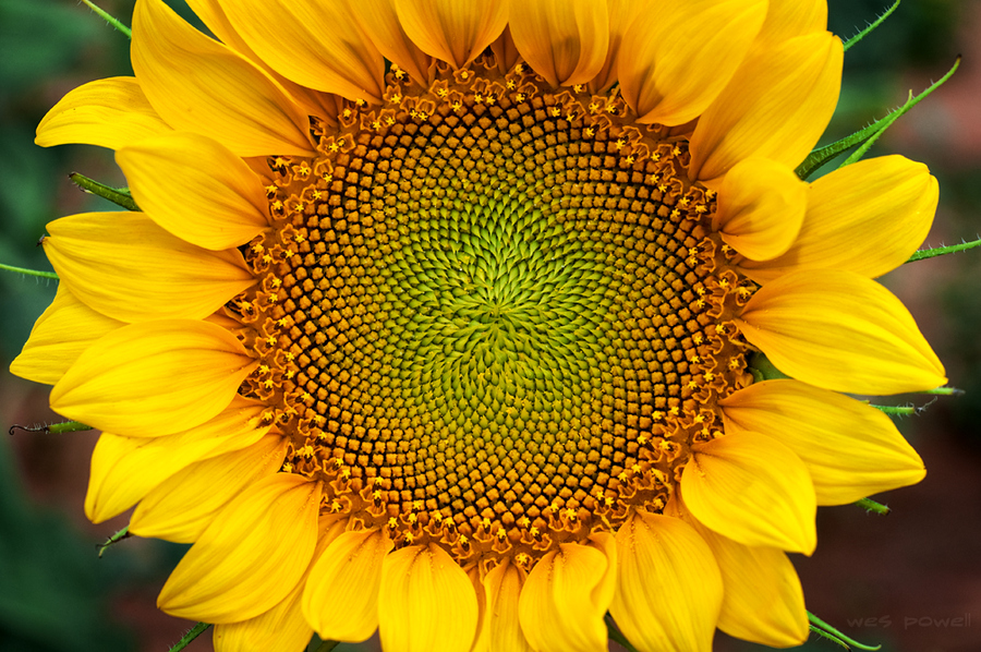 This image is a close-up of a sunflower. The wonders of geometry occurring in the natural world are quite evident in this photograph.  The central disk of the sunflower shows hundreds of stamen arranged in overlapping spiral formations, creating an unmistakable geometric pattern.
